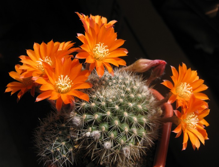 Rebutia flavistyla