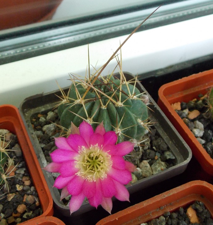 Lobivia backebergii