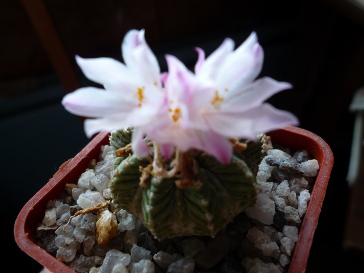 Aztekium ritteri.