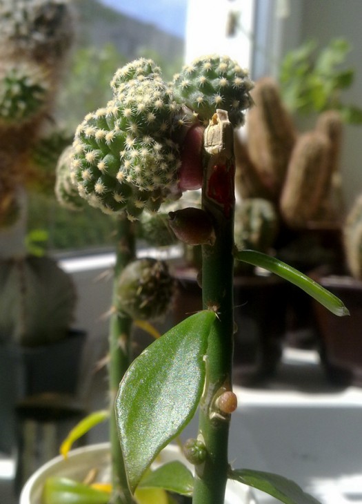 Pediocactus_Pereskiop_2.jpg