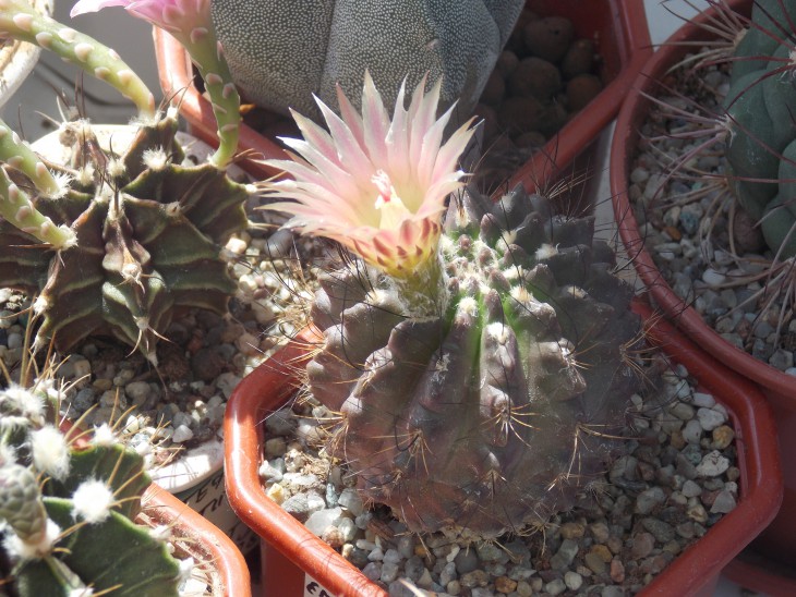 DSCN0527.JPG