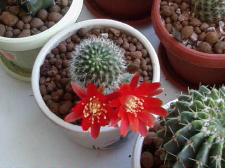 Photo-0028..jpg