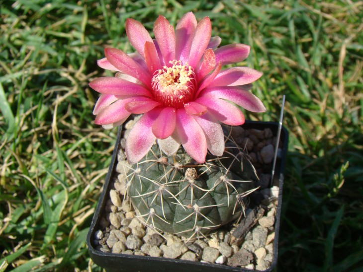 Gymnocalycium baldianum