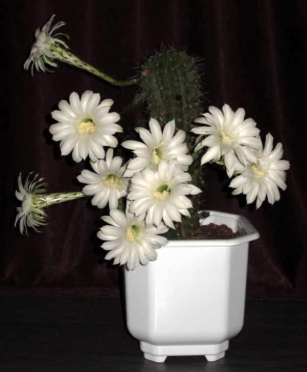 Echinopsis ?  цветение 2103.