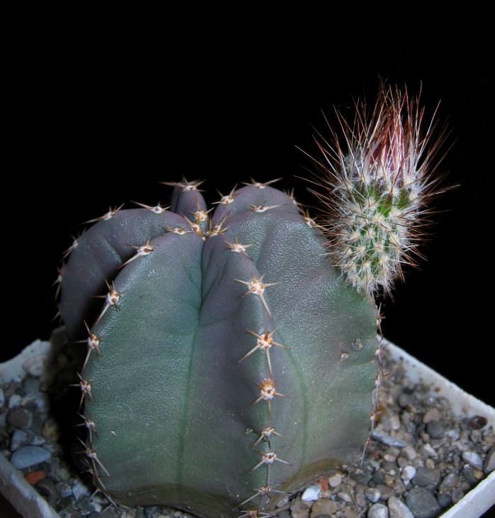 Echinocereus subinermis