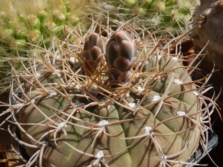 G.Glaucum