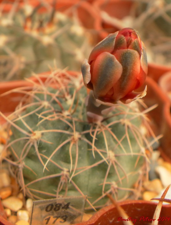Gymnocalycium 	baldianum	GN 1009/3517