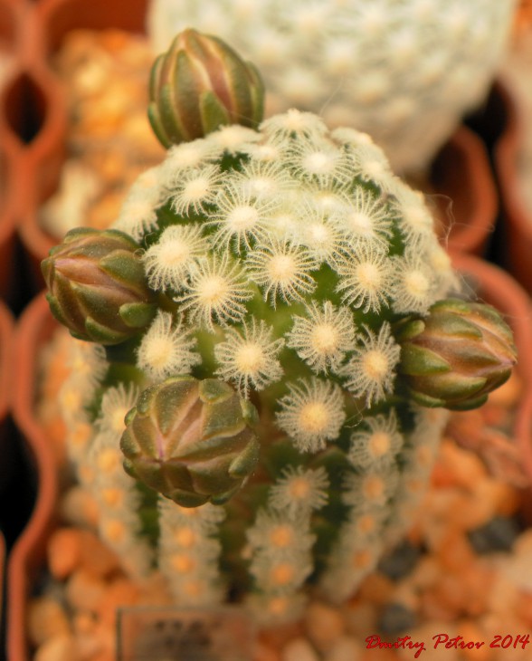 Mammillaria	theresae<br />подросли :-)