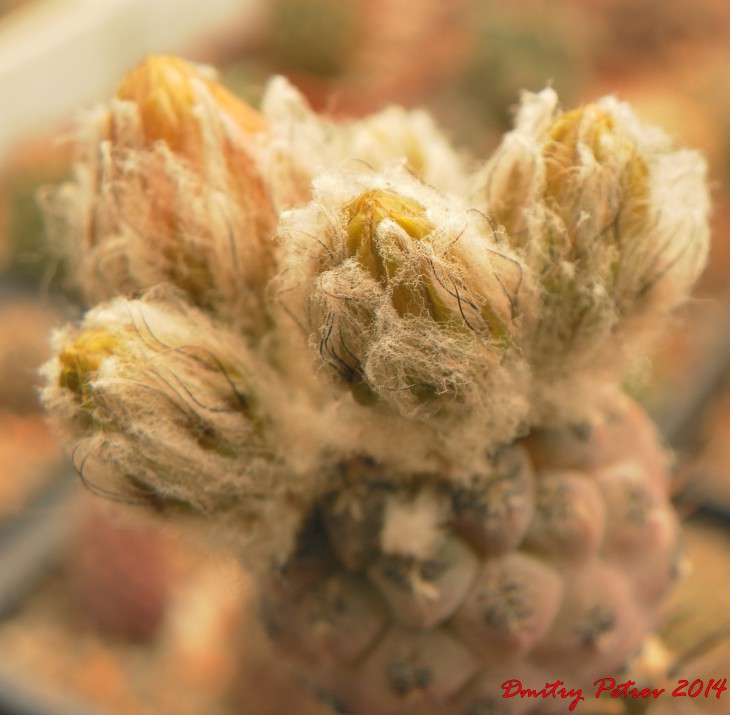 Neochilenia napina