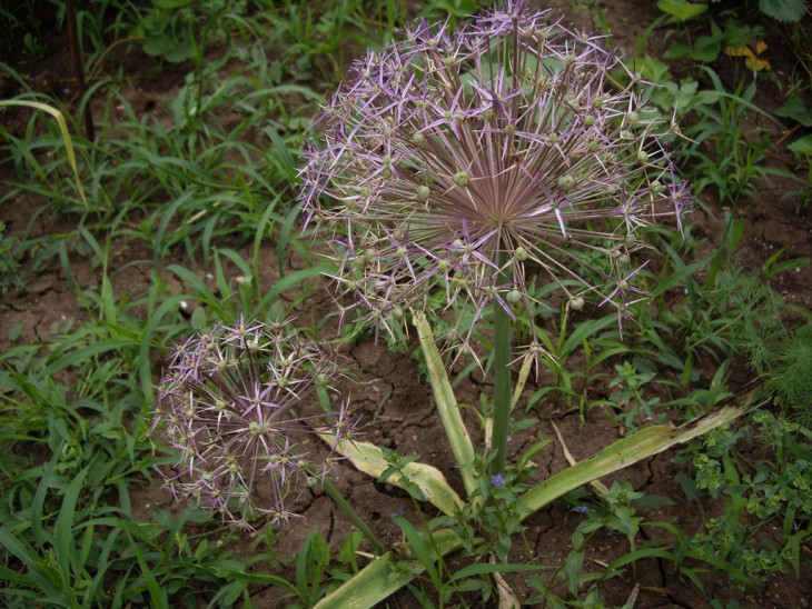 IMGP0117.jpg