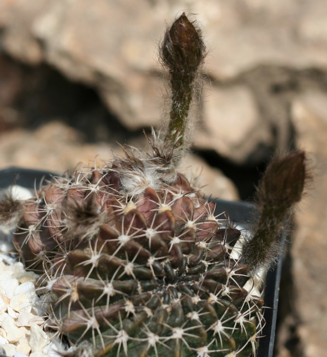 Lobivia ancictrophora JO346