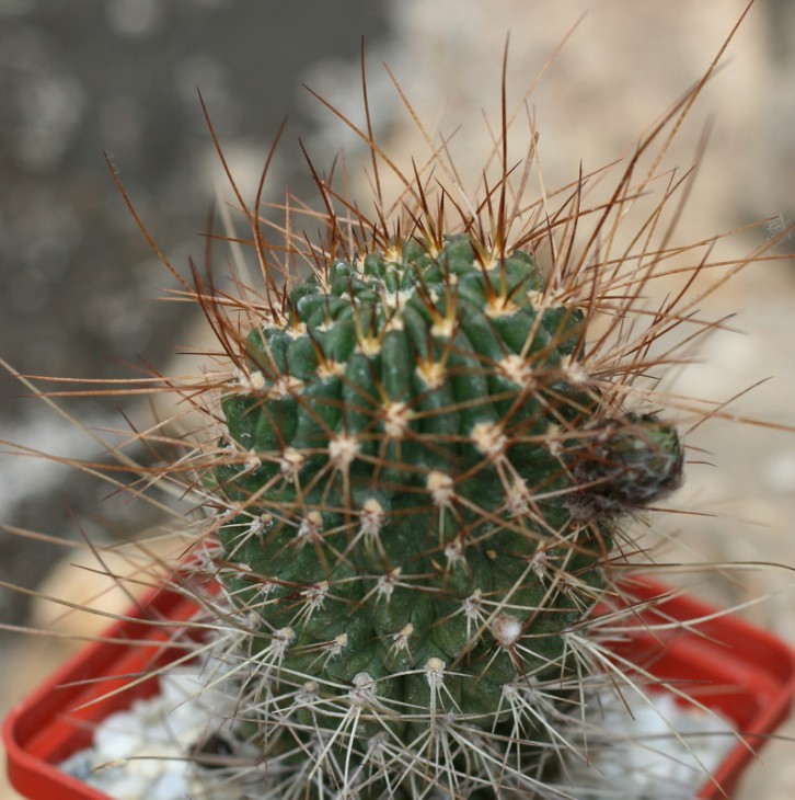 Lobivia pugionacanta