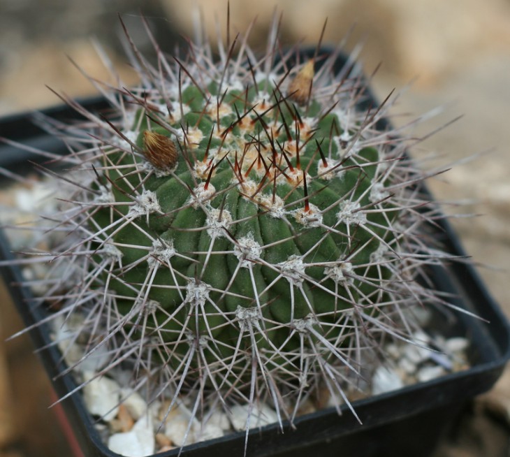 Acanthocalytium sp P91 N Cordoba