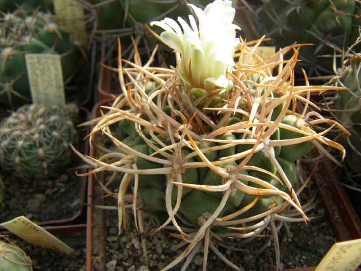 Gymnocalycium ferocior