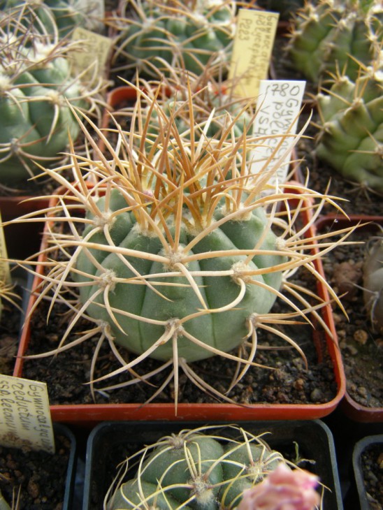 Gymnocalycium polycephalum VS46