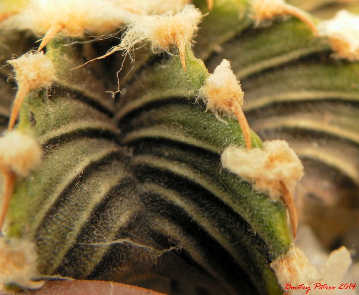 Gymnocalycium	friedrichii Aqua dulce