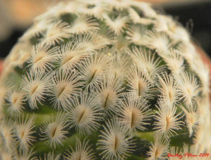 Mammillaria	sanchez-mejoradae