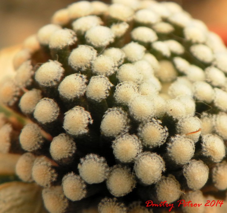 Mammillaria	luethyi