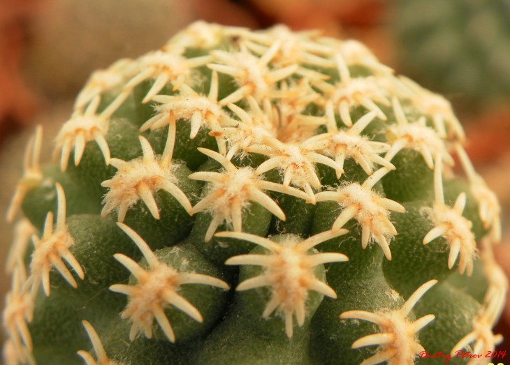 Pygmaeocereus	bieblii