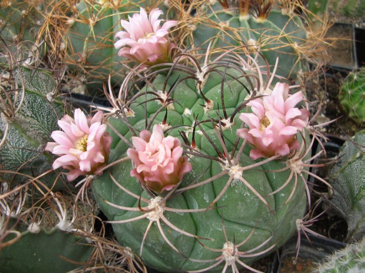 DSCN5832.JPG