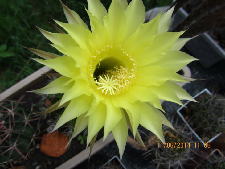IMG_5624К  Echinopsis hybr..jpg