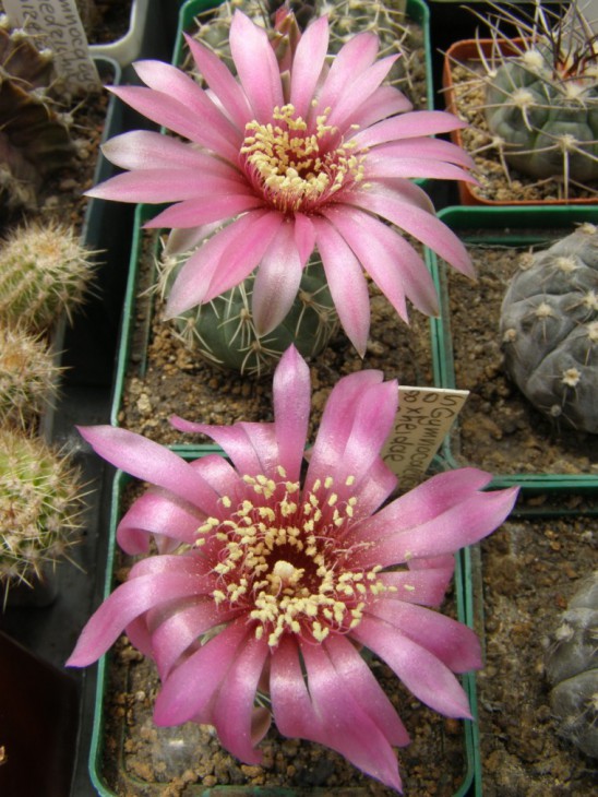 G.x heidiae GN925-3028 1 (760 x 1013).jpg