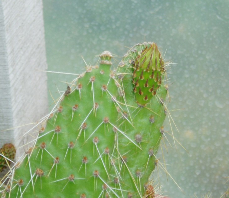 Tun.erectoclada.JPG