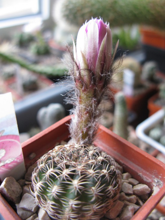 L. tigeliana v. pusilla