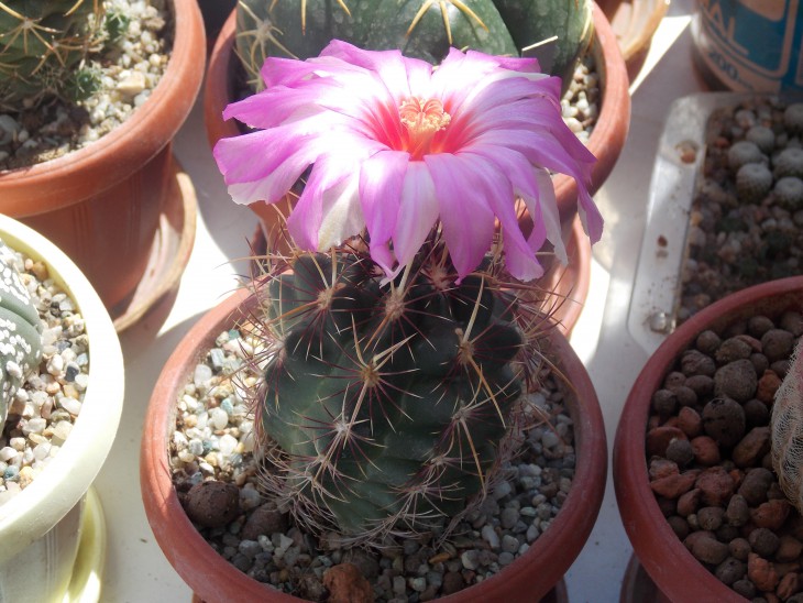 DSCN0530.JPG