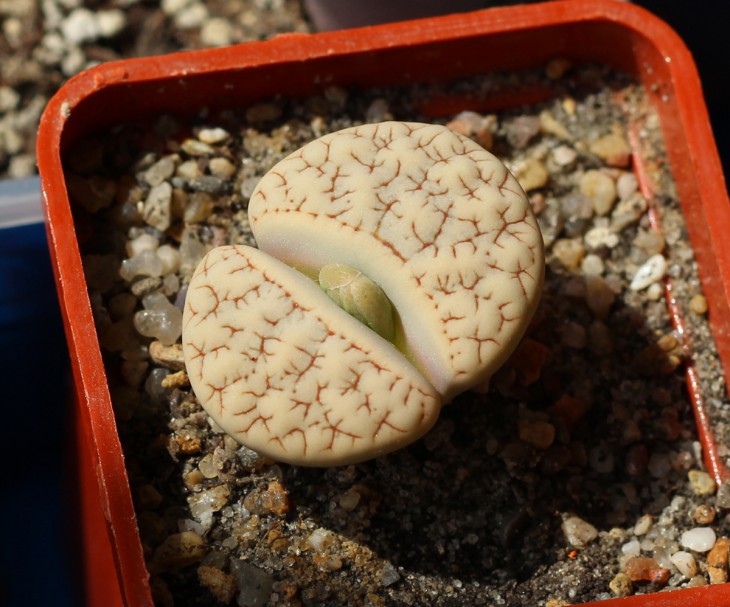 gracilidelineata ssp.gracilidelineata v.waldroniae