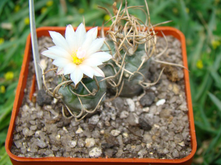 Turbinicarpus macrochele dr arroyo