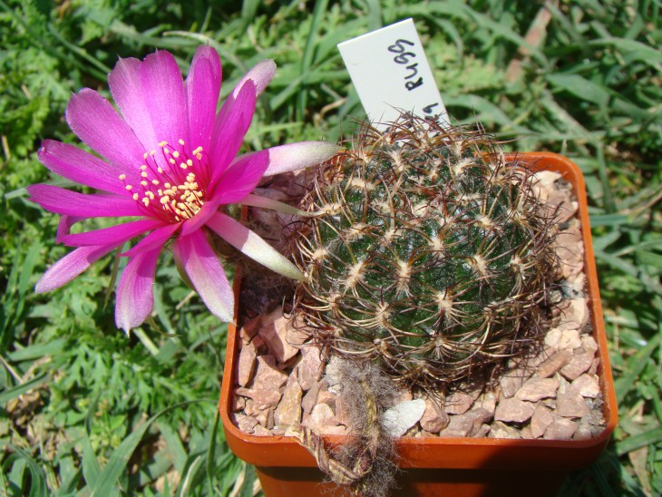Lobivia Tiegeliana v. Castanea