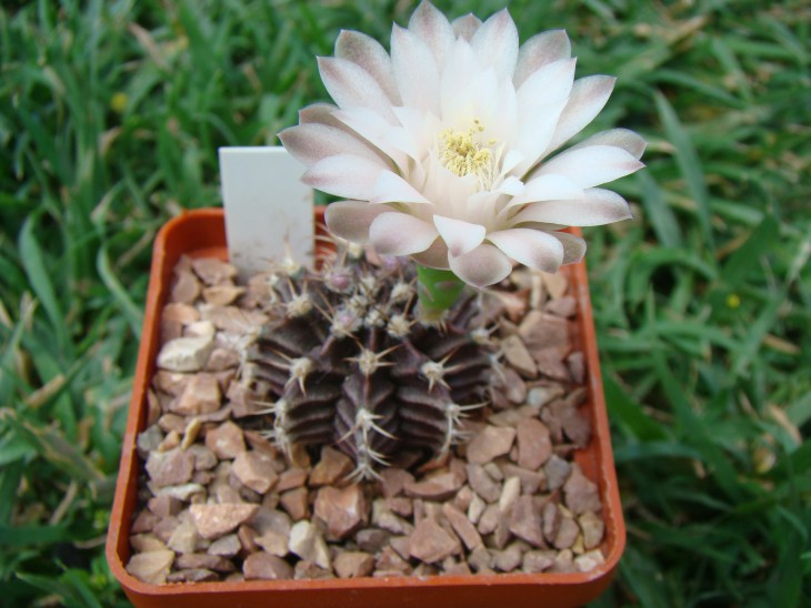 Gymnocalycium friedrichii