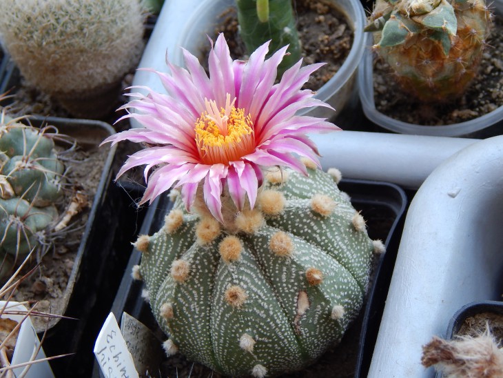 DSCN0636.JPG