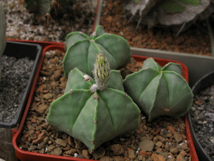 A.myriostigma v.nudum