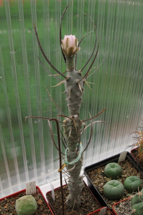 Tephrocactus articulatus v. diadematus.jpg