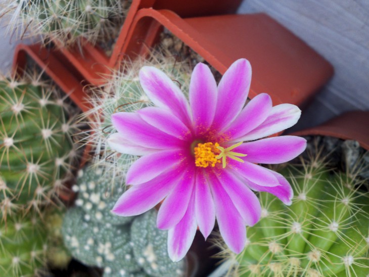 Mammillaria boolii