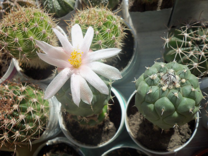 Turbinicarpus lophophoroides(растения из семян Романа Станика)