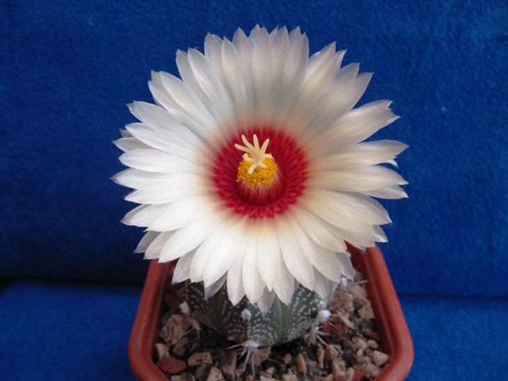Astrophytum  CapxAs&quot;SK&quot;