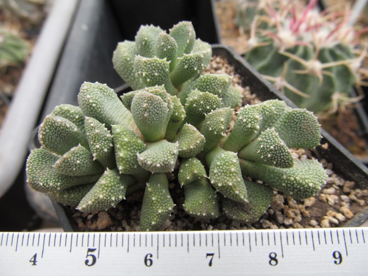 Aloinopsis luckhofii ex CM 38i