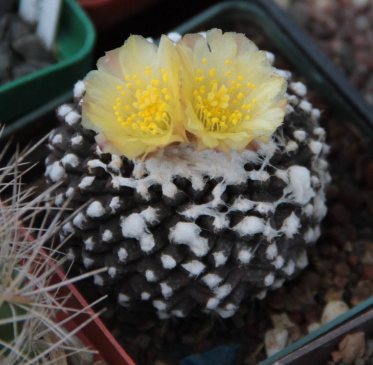 Copiapoa tenuissima monstrose