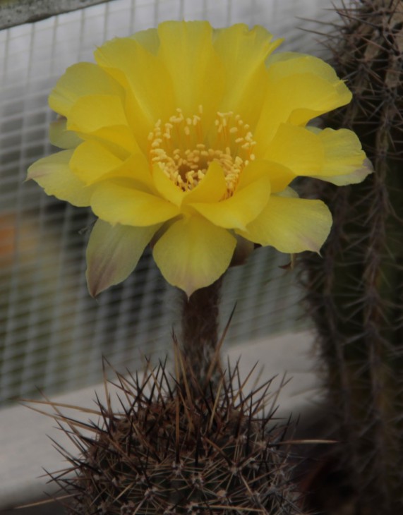 Lobivia aurea v fallax