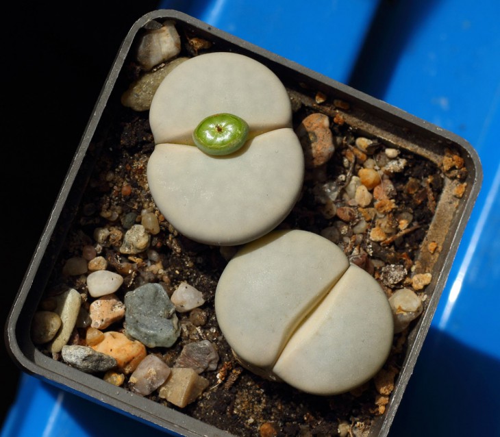 C244 pseudotruncatella ssp.groendrayensis