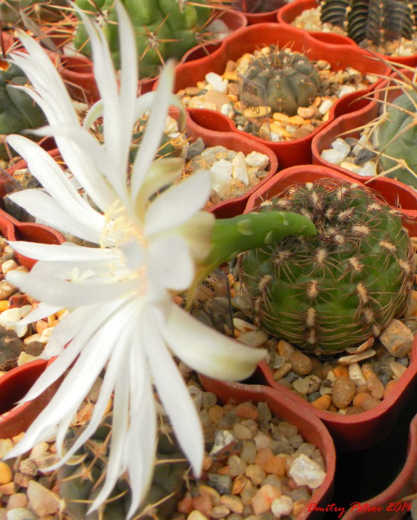 Gymnocalycium	mesopotamicum	 VS242 сбоку