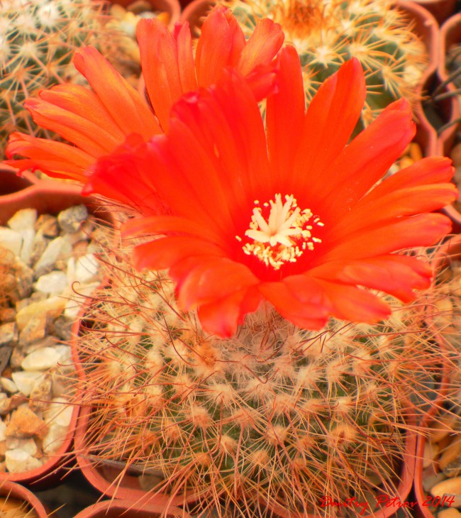 Parodia	rubriflora