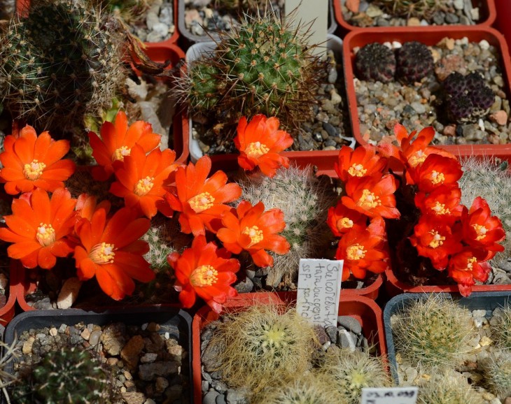 Rebutia nivosa