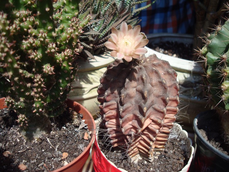 Gymnocalycium