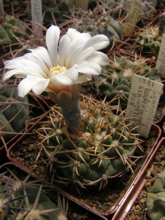 G.bodenbenderianum ssp. intertextum P118