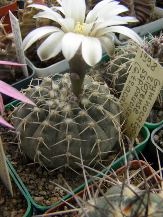 G.riojense ssp. paucispinum triacanthum P124