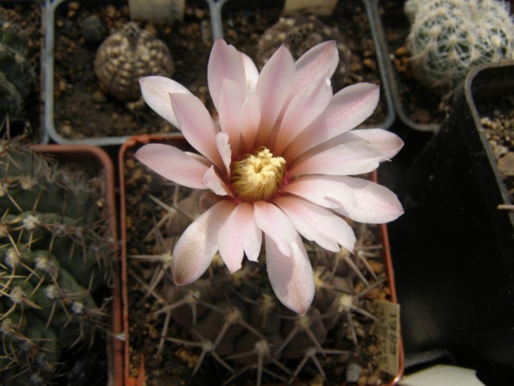 G.riojense ssp. piltziorum P38 6 (1013 x 760).jpg